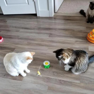 🐱🐱Interactive Bird Toy For Cats